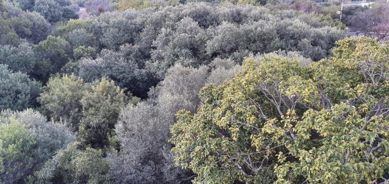 הוילה הארטביספורט Nehema Manor מראה חיצוני תמונה